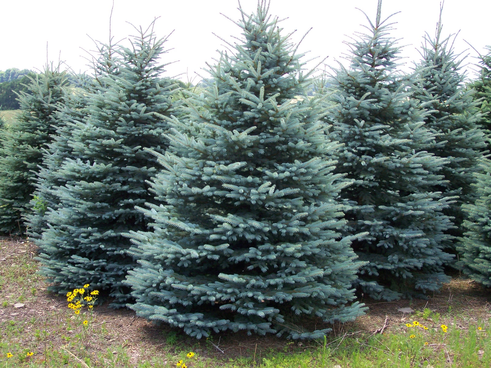 Colorado Blue Spruce 25