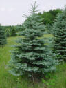 Colorado Blue Spruce