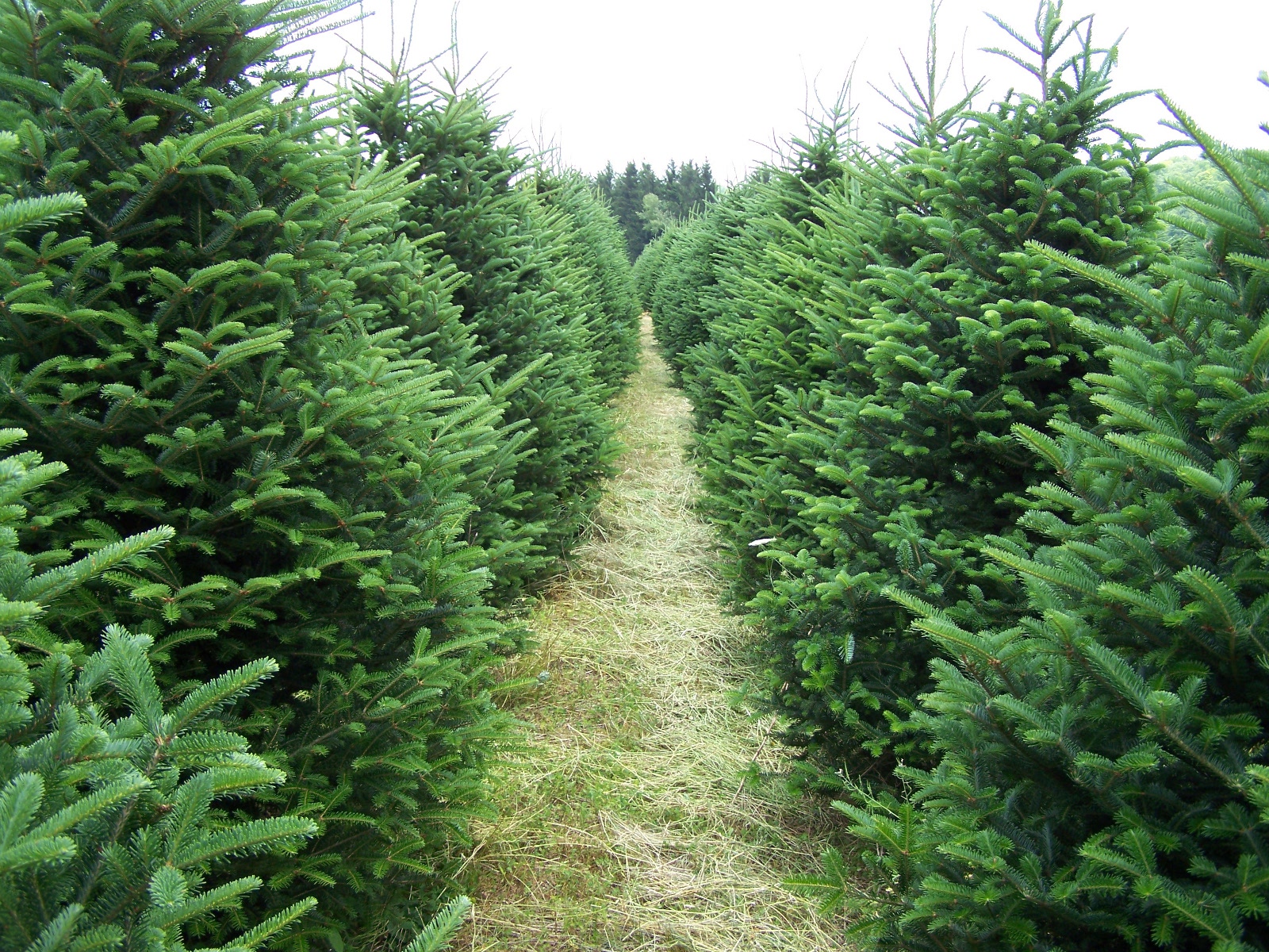 Christmas Trees