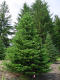 Fraser Fir