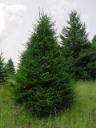 Norway Spruce